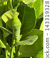 Swallowtail butterfly larvae eating mandarin orange leaves 143319328