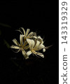 Beautiful white flowers 143319329