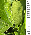 Swallowtail butterfly larvae eating mandarin orange leaves 143319330