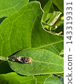 Swallowtail butterfly larvae eating mandarin orange leaves 143319331