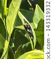 Swallowtail butterfly larvae eating mandarin orange leaves 143319332
