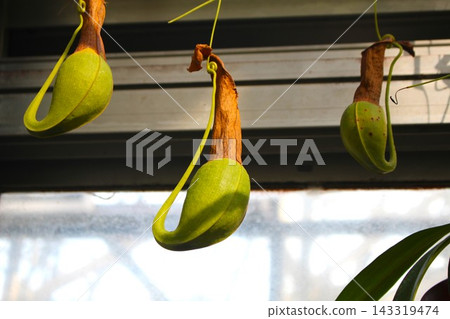 食蟲植物豬籠草 食蟲植物豬籠草 143319474
