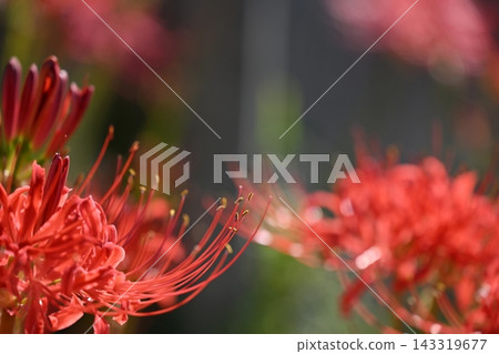 升級Higanki花 升級Higanki花 143319677