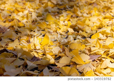 Yellow ginkgo leaves piled up on the ground Yellow ginkgo leaves piled up on the ground 143319782