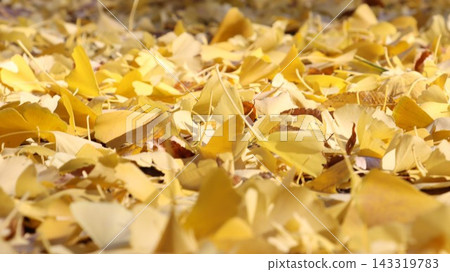 Yellow ginkgo leaves piled up on the ground 143319783