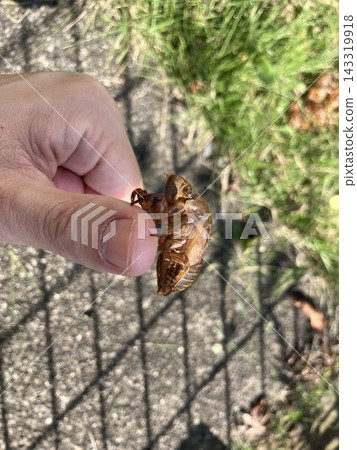 手裡拿著蟬的外骨骼 手裡拿著蟬的外骨骼 143319918