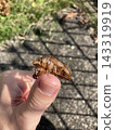 一隻可以握在手上的蟬蛻 143319919