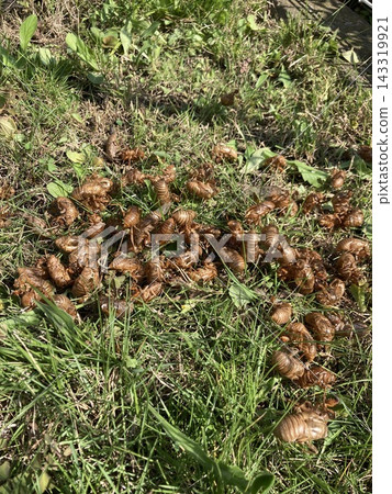 大量的蟬殼 大量的蟬殼 143319921