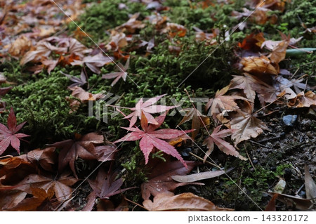 落葉和苔蘚 落葉和苔蘚 143320172