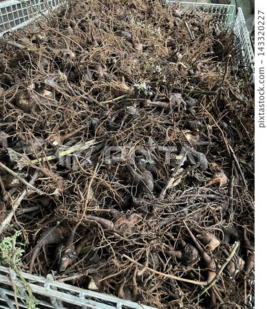 Harvesting and sorting of raw materials for traditional Chinese medicine (parent and child roots of aconite) Harvesting and sorting of raw materials for traditional Chinese medicine (parent and child roots of aconite) 143320227