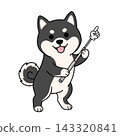 一幅可愛的黑色柴犬（柴犬）拿著指示棒，給出指示和解釋的插圖。 143320841