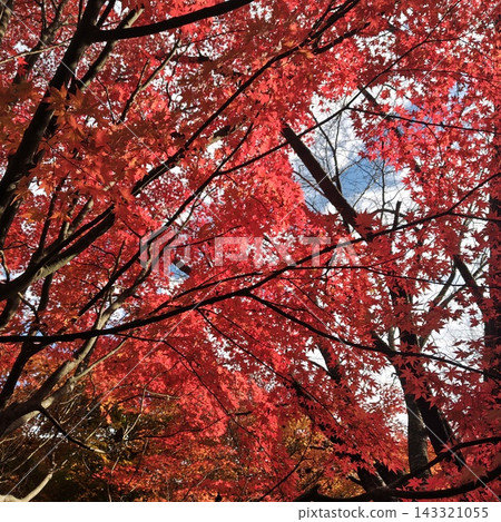 楓葉,紅葉湖,秋葉 楓葉,紅葉湖,秋葉 143321055