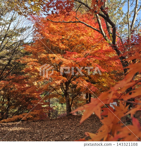 楓葉,紅葉湖,秋葉 楓葉,紅葉湖,秋葉 143321108