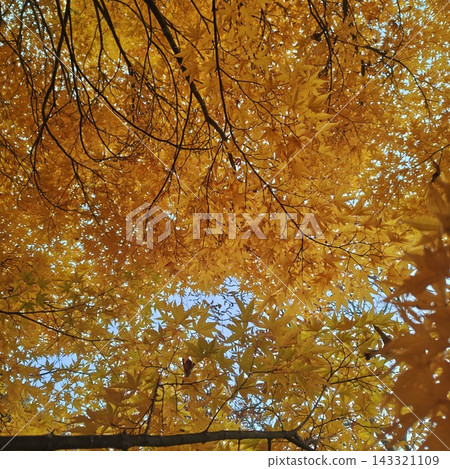 楓葉,紅葉湖,秋葉 楓葉,紅葉湖,秋葉 143321109