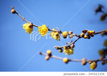 Wintersweet flowers blooming in the blue sky Wintersweet flowers blooming in the blue sky 143321334