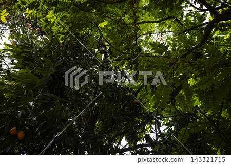 Fresh Gooseberry Fruits Hanging On Tree Branches Fresh Gooseberry Fruits Hanging On Tree Branches 143321715