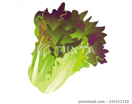 新鮮陽光下的生菜插圖(單一) 新鮮陽光下的生菜插圖(單一) 143321728