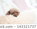 A toy poodle peeking out from under the bed 143321737