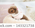 toy poodle in bed 143321738