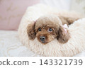 Toy poodle to relax on sofa 143321739