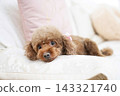 Toy poodle to relax on sofa 143321740