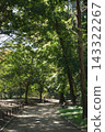 Road through the trees 143322267