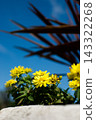 Flowers in a flowerpot and the sky 143322268