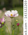 Cosmos 143322269