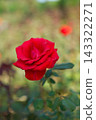 Cardinal 143322271
