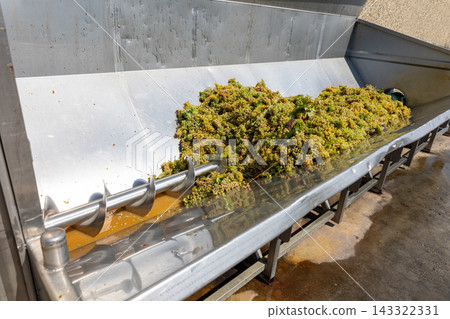 Freshly harvested white grapes flowing along a stainless steel auger conveyor system, moving towards destemming and pressing for winemaking during the harvest season Freshly harvested white grapes flowing along a stainless steel auger conveyor system, moving towards destemming and pressing for winemaking during the harvest season 143322331