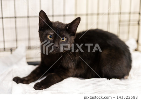 Black kitten lying on white towel in wire enclosure, alert gaze toward camera, upright ears and glossy coat, calm indoor shelter scene for veterinary care 143322588