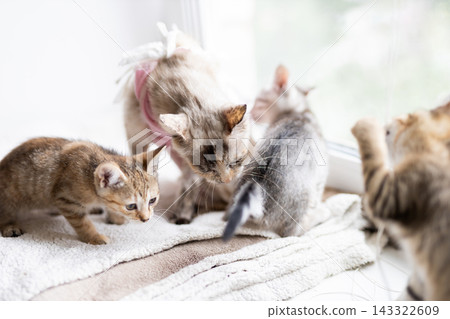 Playful group of kittens exploring soft blanket beside sunlit window in cozy indoor home with bright natural light and warm neutral tones Playful group of kittens exploring soft blanket beside sunlit window in cozy indoor home with bright natural light and warm neutral tones 143322609