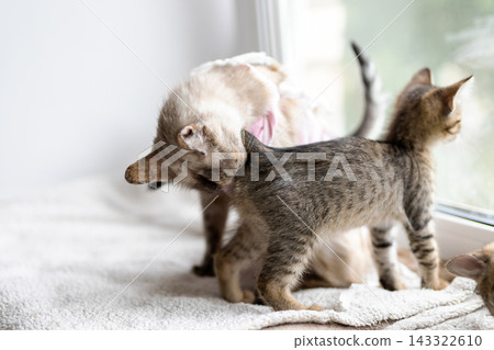 Sunlit close-up of two playful kittens grooming and nibbling sibling neck on soft towel by bright window, warm natural light in cozy indoor home Sunlit close-up of two playful kittens grooming and nibbling sibling neck on soft towel by bright window, warm natural light in cozy indoor home 143322610