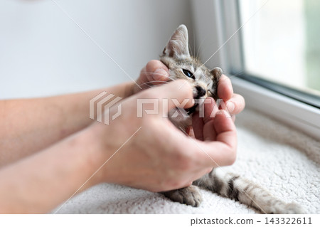 Tabby kitten gently held and fed by adult hands on cushioned windowsill in soft natural light, closeup portrait showing tender pet care Tabby kitten gently held and fed by adult hands on cushioned windowsill in soft natural light, closeup portrait showing tender pet care 143322611