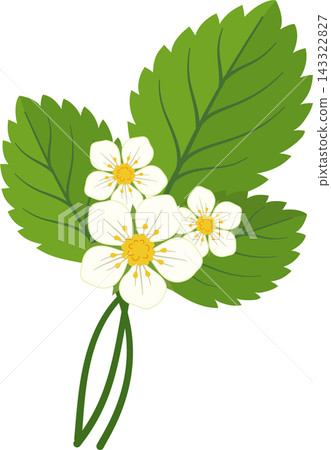 Illustration of a flowering plant sprig, representing a strawberry blossom branch. Illustration of a flowering plant sprig, representing a strawberry blossom branch. 143322827
