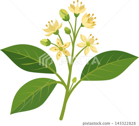 Illustration of a flowering plant sprig of an avocado blossom with its green leaves, on a transparent background. Illustration of a flowering plant sprig of an avocado blossom with its green leaves, on a transparent background. 143322828