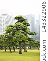 松樹 143322906