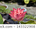 蓮花 143322908