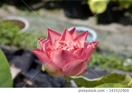蓮花 蓮花 143322908