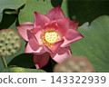 蓮花 143322939