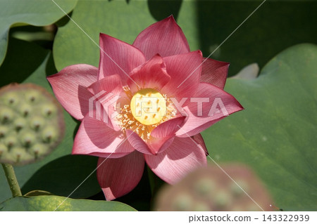 蓮花 蓮花 143322939
