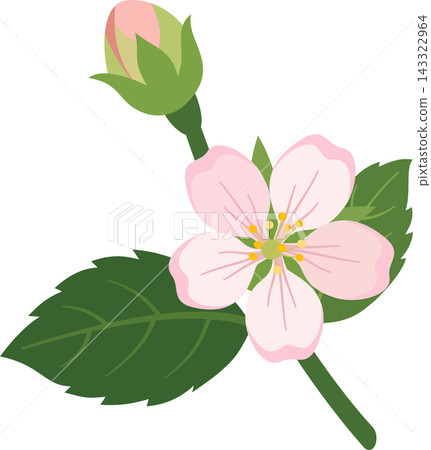Illustration of an apple blossom sprig, with a light pink flower, a flower bud, and green leaves, on a transparent background. Illustration of an apple blossom sprig, with a light pink flower, a flower bud, and green leaves, on a transparent background. 143322964