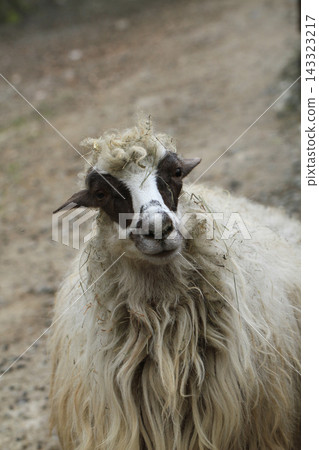 small sheep head small sheep head 143323217