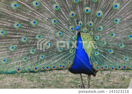 nice big peacock nice big peacock 143323218