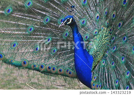 nice big peacock nice big peacock 143323219