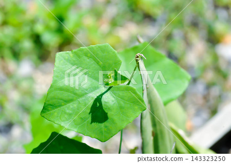 Coccinia grandis L Voigt, Ivy gourd or Malabar spinach or Scarlet Gourd Coccinia grandis L Voigt, Ivy gourd or Malabar spinach or Scarlet Gourd 143323250