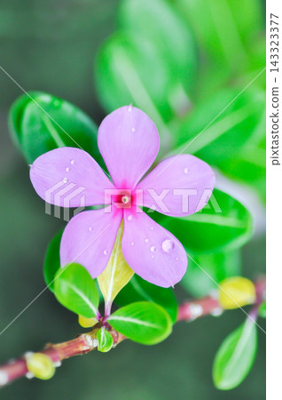 Catharanthus roseus G Don ,APOCYNACEAE or Madagascar periwinkle or Vinca or Old maid or purple flower and rain droplet or dew drop Catharanthus roseus G Don ,APOCYNACEAE or Madagascar periwinkle or Vinca or Old maid or purple flower and rain droplet or dew drop 143323377