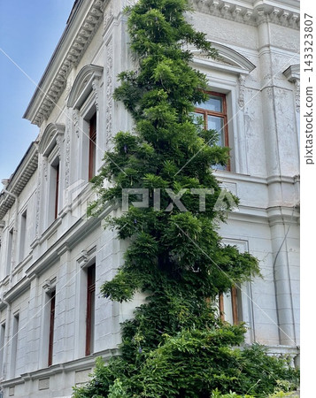 Lush climbing greenery covers ornate white historic facade in soft daylight. 143323807