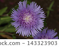 Purple Stokesia flowers blooming in the park in early summer 143323903