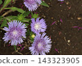 Purple Stokesia flowers blooming in the park in early summer 143323905